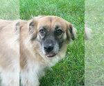 Small Golden Retriever Mix