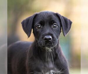 Dancer Pup - Jive - Female Mutt Dog for Adoption - Photo #8