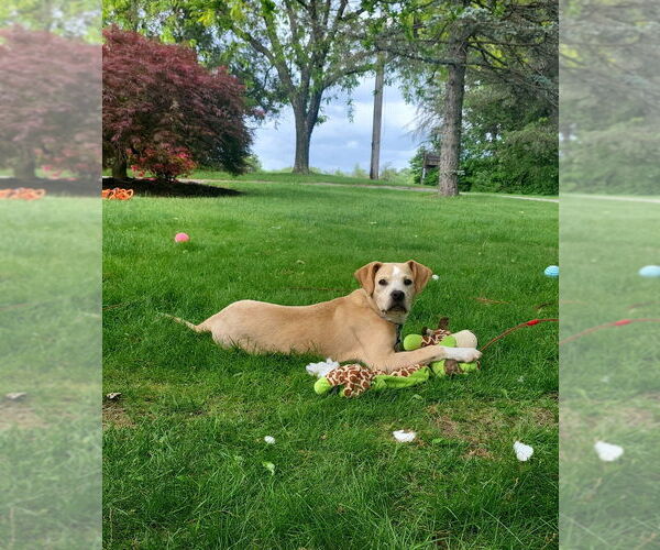 Medium Photo #1 Boxer-Unknown Mix Puppy For Sale in Springdale, PA, USA
