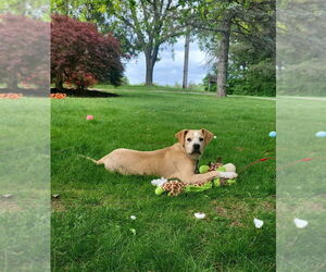 Boxer-Unknown Mix Dogs for adoption in Springdale, PA, USA