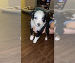 Small Photo #3 Miniature American Shepherd Puppy For Sale in COLLEGE STATION, TX, USA