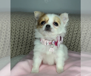 Chihuahua Puppy for sale in CHARLOTTE, NC, USA