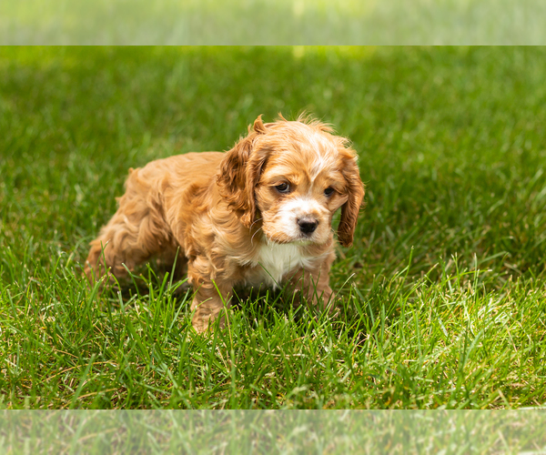 Medium Photo #8 Cocker Spaniel Puppy For Sale in NAPPANEE, IN, USA
