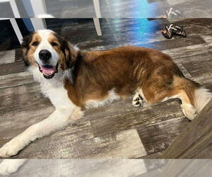 Great Pyrenees-Saint Bernard Mix Dogs for adoption in Oakhurst, NJ, USA