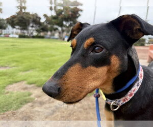Jessie Adoption Pending! - Female Mutt Dog for Adoption - Photo #3