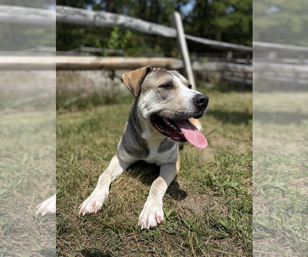 Medium Photo #1 Mutt Puppy For Sale in Manahawkin, NJ, USA