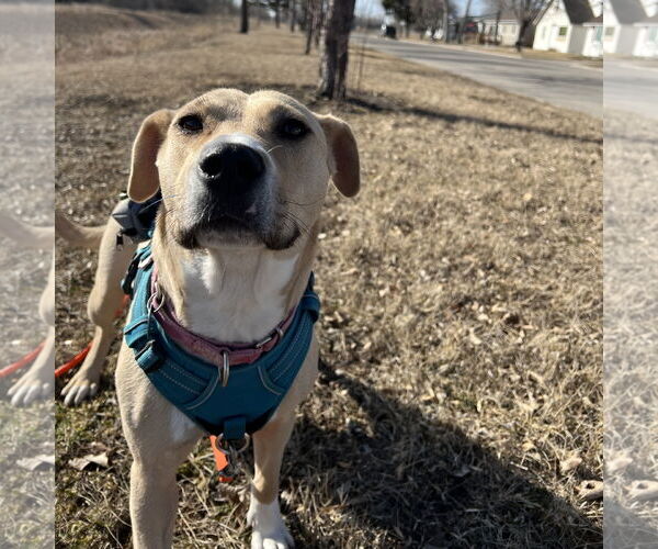 Medium Photo #25 American Pit Bull Terrier-Unknown Mix Puppy For Sale in Fargo, ND, USA