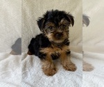Small #1 Yorkshire Terrier