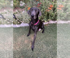 Medium Weimaraner