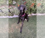 Small Weimaraner