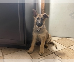 German Shepherd Dog Puppy for sale in LANCASTER, PA, USA