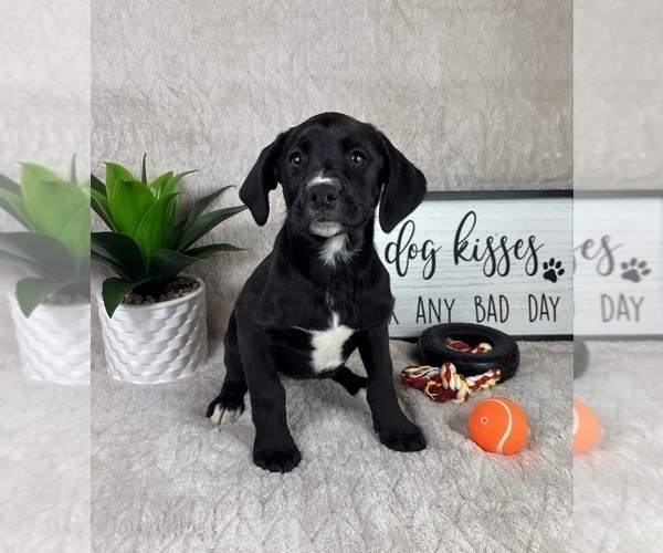 Medium Photo #3 Boxador Puppy For Sale in FRANKLIN, IN, USA