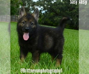 German Shepherd Dog-Siberian Husky Mix Puppy for sale in MULBERRY, FL, USA