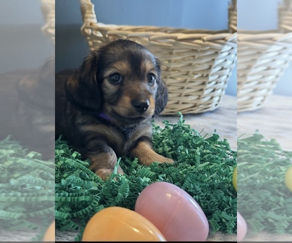 Medium Photo #1 Dachshund Puppy For Sale in AYLETT, VA, USA