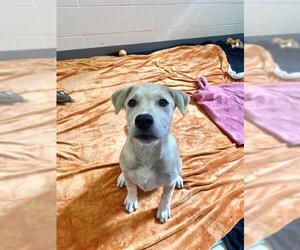 Great Pyrenees-Unknown Mix Dogs for adoption in Fort Wayne, IN, USA