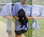 Puppy 11 Goldendoodle