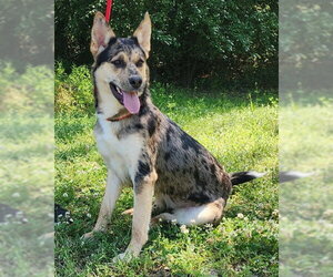 Australian Shepherd-German Shepherd Dog Mix Dogs for adoption in Wetumpka, AL, USA