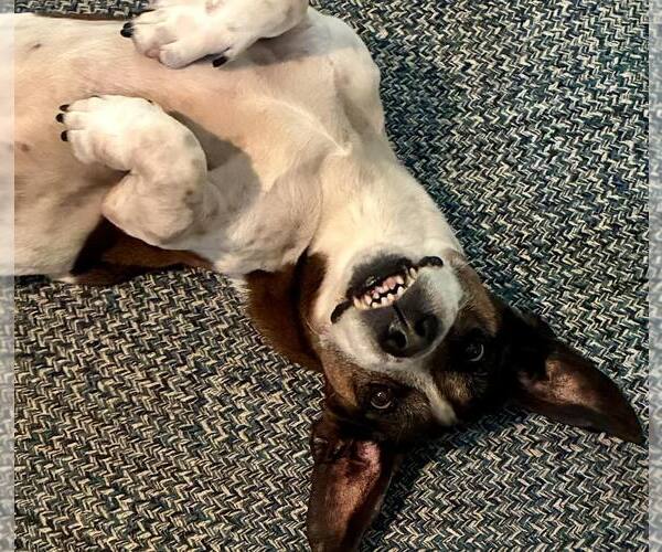 Medium Photo #2 Bagle Hound Puppy For Sale in Atlanta, GA, USA