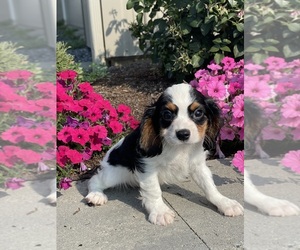 Cavalier King Charles Spaniel Puppy for sale in CANOGA, NY, USA