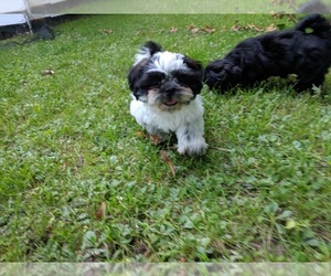 Shih Tzu Puppy for sale in LITTLE FALLS, MN, USA