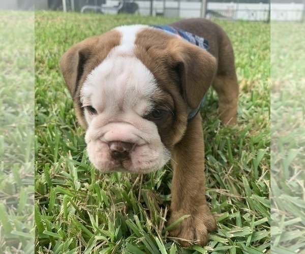 Medium Photo #4 English Bulldog Puppy For Sale in SPRING HILL, FL, USA