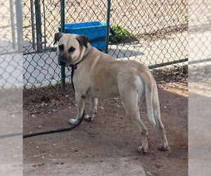 Marcus (Courtest post) - Male Black Mouth Cur-Unknown Mix Dog for Adoption - Photo #7