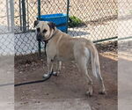 Small #6 Black Mouth Cur Mix