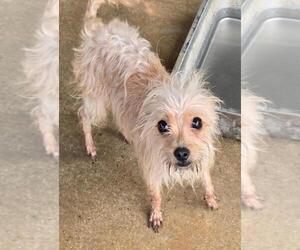 Chihuahua-Unknown Mix Dogs for adoption in San Antonio, TX, USA