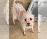 Small Chihuahua Mix