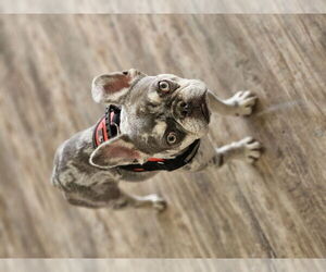 Wyatt (Special Needs) - Male French Bulldog Dog for Adoption - Photo #6