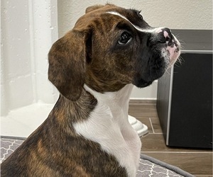 Boxer Puppy for sale in ANNA, TX, USA