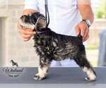 Becky - Female Schnauzer (Miniature) Puppy for Sale - Small photo