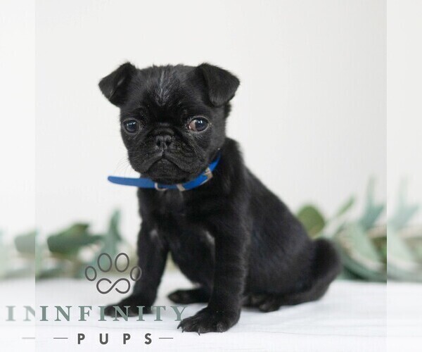 Medium Photo #3 Pug Puppy For Sale in MILL HALL, PA, USA