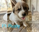 Puppy Puppy 3 Great Pyrenees