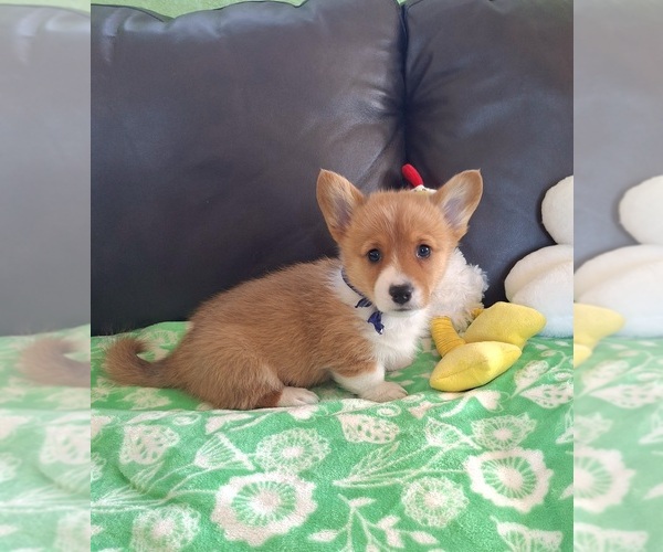 Medium Photo #5 Pembroke Welsh Corgi Puppy For Sale in ARROYO GRANDE, CA, USA
