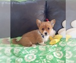 Small #4 Pembroke Welsh Corgi