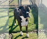 Small #3 Boxer
