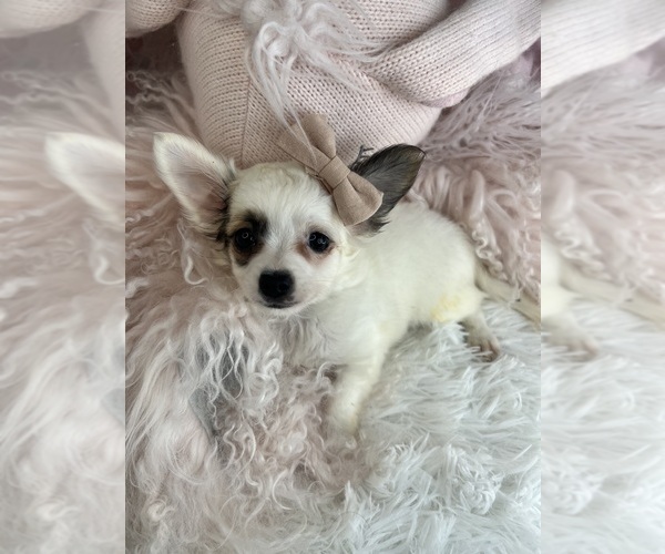 Medium Photo #18 Chihuahua Puppy For Sale in MIAMI BEACH, FL, USA