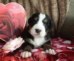 Puppy Evelyn Bernese Mountain Dog