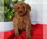 Small Photo #4 Goldendoodle-Poodle (Miniature) Mix Puppy For Sale in PARADISE, PA, USA