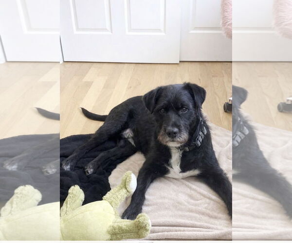 Medium Photo #2 Mutt Puppy For Sale in Morganville, NJ, USA