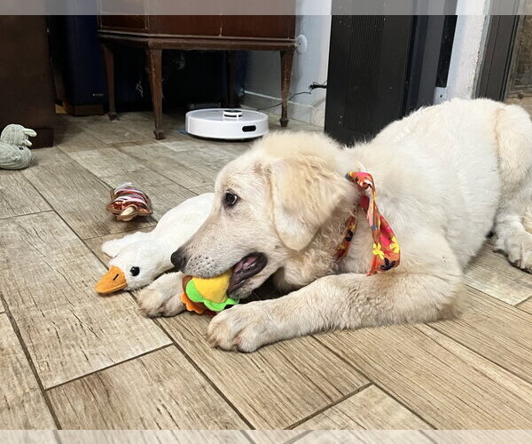 Medium Photo #11 Great Pyrenees Puppy For Sale in Spring, TX, USA