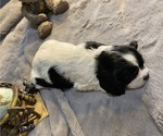 Small Photo #6 Cockalier Puppy For Sale in HERNDON, VA, USA