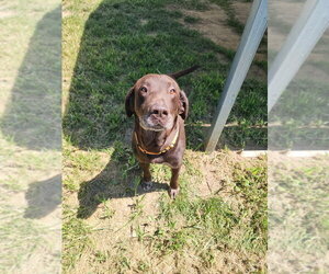 Milford - Male Labrador Retriever Dog for Adoption - Photo #2