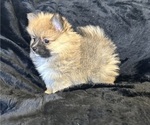Small Photo #8 Pomeranian Puppy For Sale in TEMECULA, CA, USA