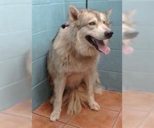 Siberian Husky Dogs for adoption in Downey, CA, USA