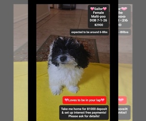 Maltipoo (Miniature) Puppy for sale in TUCSON, AZ, USA
