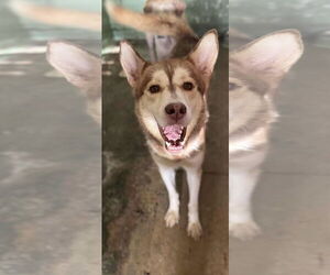 Huskies -Unknown Mix Dogs for adoption in NYC, NY, USA
