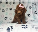 Small #4 Goldendoodle (Miniature)