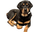 Small #2 Rottweiler